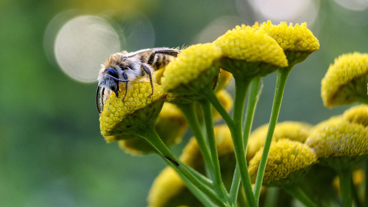 brüsszelben kongatja a vészharangot az agrártárca, 19 másik országgal együtt