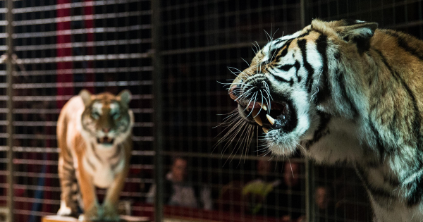 hátborzongató: előadás közben támadta meg a gondozóját egy hatalmas cirkuszi tigris – videón a sokkoló eset