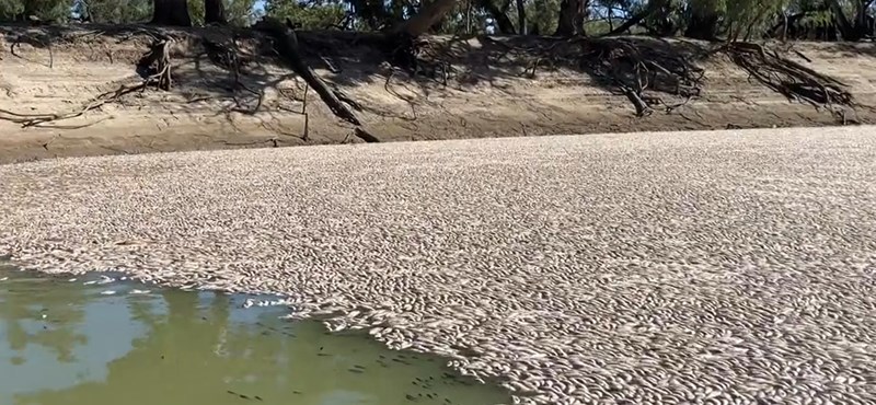 akkora a forróság ausztráliában, hogy több millió hal fulladt meg egy folyóban