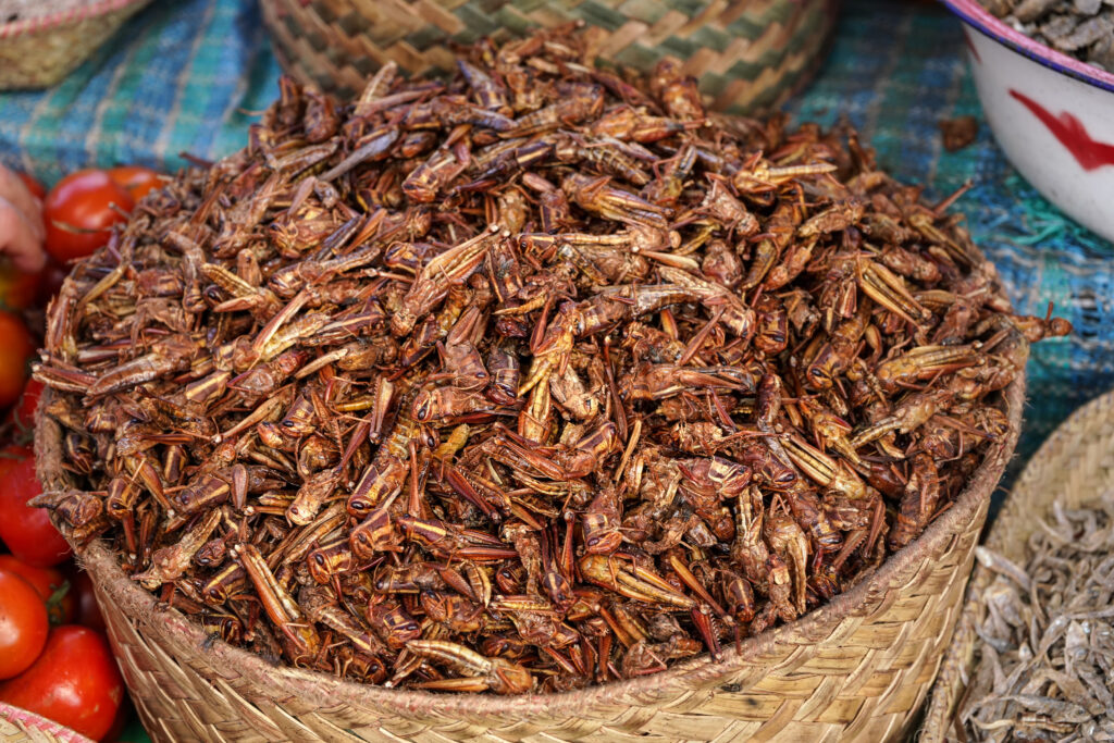 dry fried grasshopper or locust insect on display at street food market in madagascar