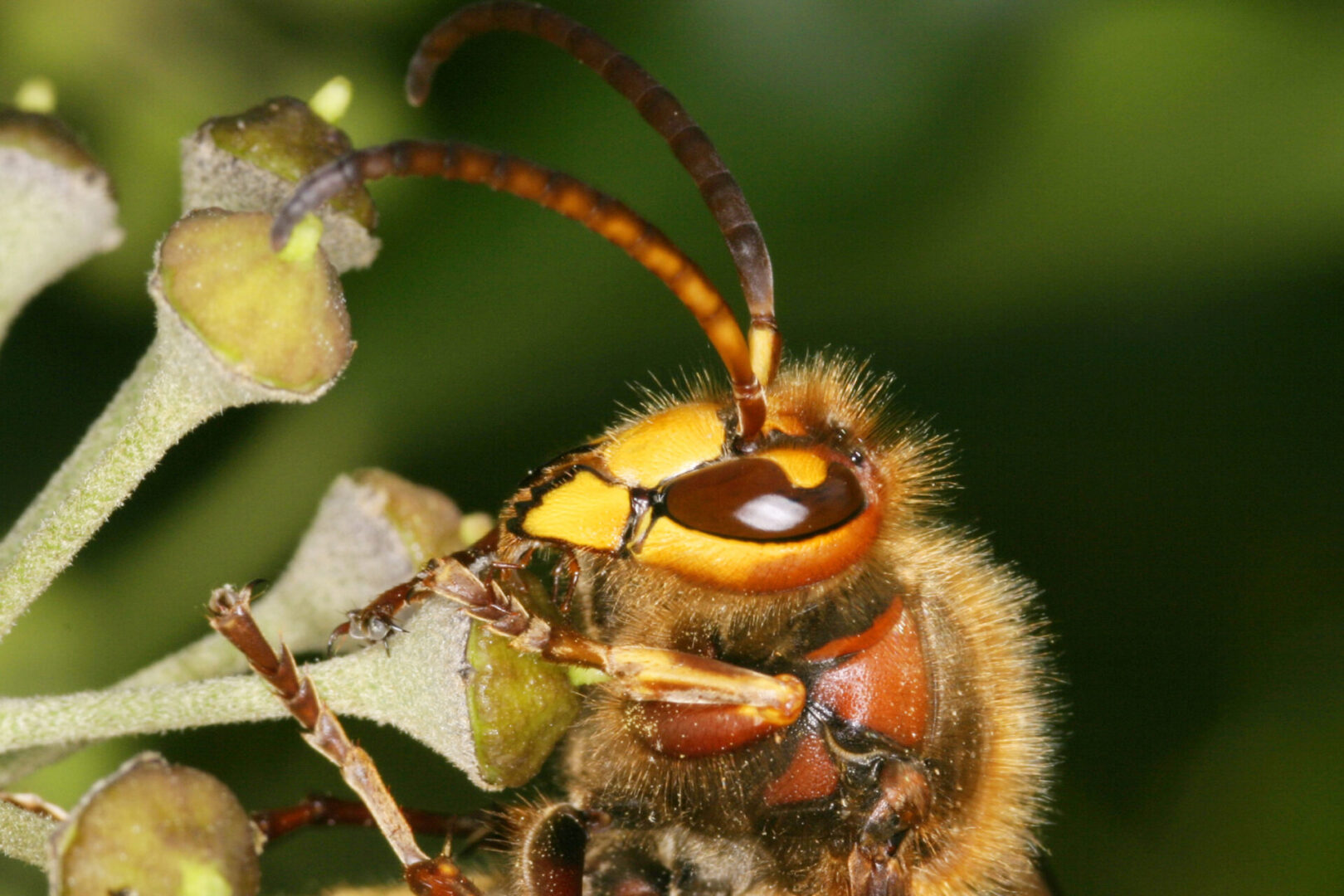 hornisse (vespa crabro) hornet (vespa crabro)